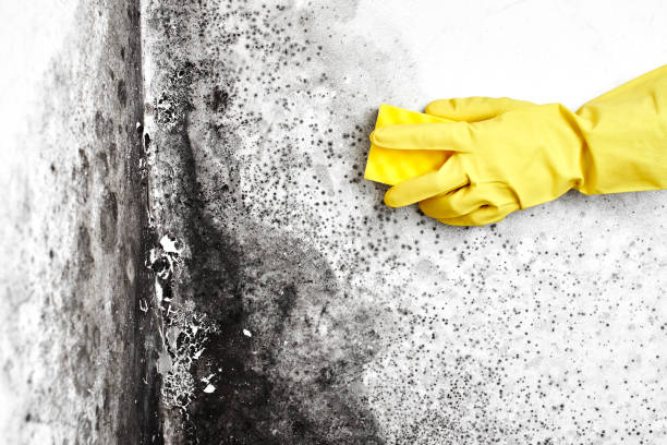 Professional Mold Remediation in Smith Valley, NV
