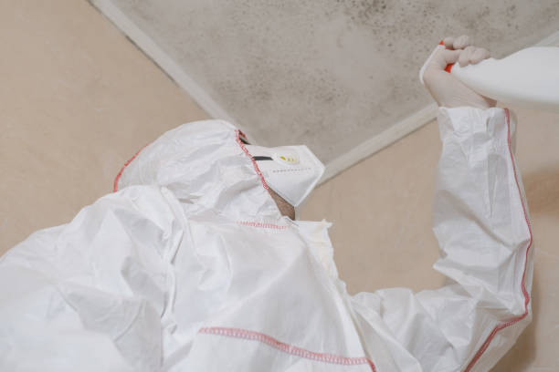 Best Attic Mold Remediation in Smith Valley, NV