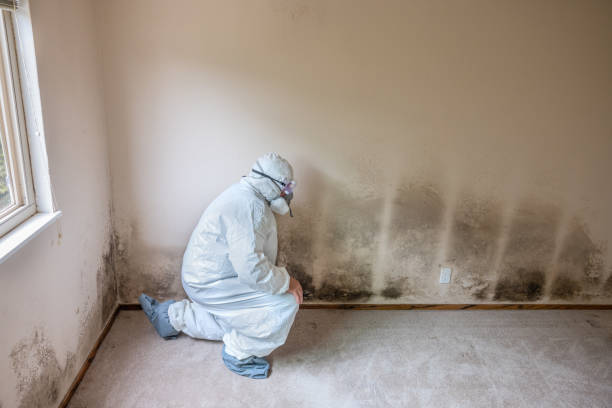 Best Mold Remediation for Specific Building Types in Smith Valley, NV