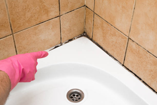 Best Bathroom Mold Remediation in Smith Valley, NV